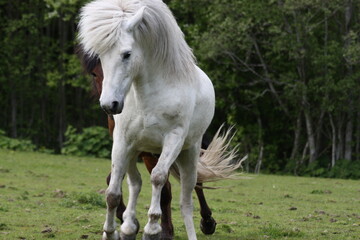 Fototapeta premium white horse in the field