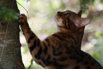 Cat scratching tree