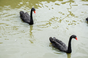 Photo of group of black swans in lake