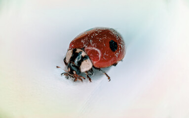 ladybug
