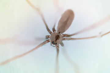 spider close up