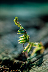 moss close up