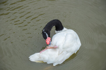 Photo of white swans in lake