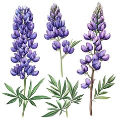 Obraz premium Purple lupines growing in a field, stunning floral arrangement