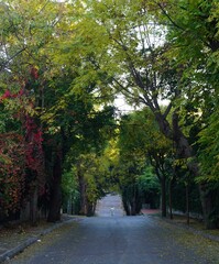Naklejka premium autumn in the park