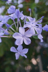 purple flower