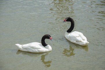 Photo of white swans in lake