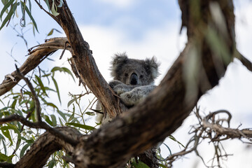 koala at a tree