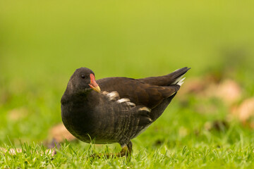 portrait d'une poule d'eau sous une lumière naturelle, très rapproché, très détaillé