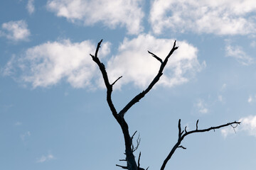 tree against sky