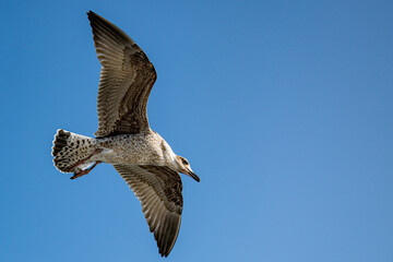 seagull flying over rías baixas summer afternoon