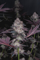 Flowering marijuana plant