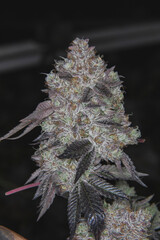 Flowering marijuana plant