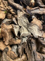 Black trumpet mushrooms background