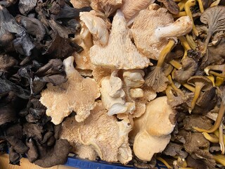 Hedgehog mushroom mushrooms fungus fungi with chanterelle and black trumpet mushrooms on sides