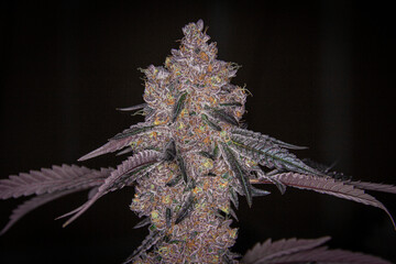 Flowering marijuana plant