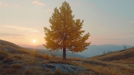 A solitary tree stands proudly on a hillside during sunset, casting a warm glow across the serene landscape in late autumn