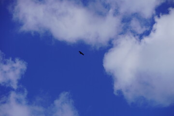 Bird © Swiss_fotos