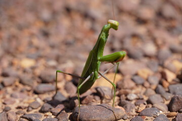 mantis