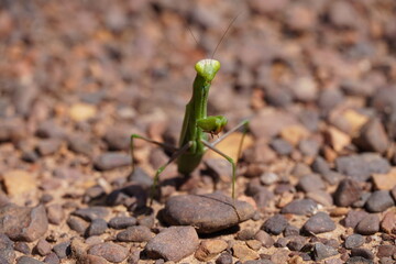 mantis