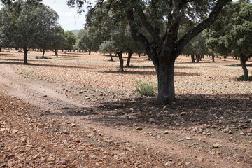 Fototapeta premium Spanish Nature