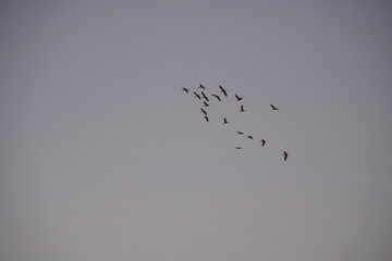 birds in the sky