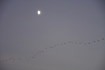 birds in the sky