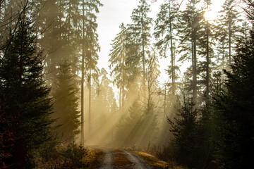 Der Wald im Nebel. Nebelschwaden am Waldweg. Gültlingen, Gemeinde Wildberg, Nordschwarzwald