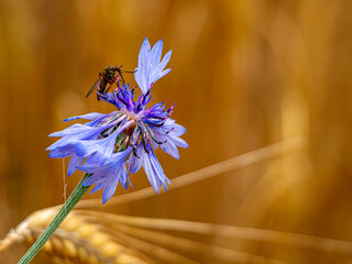Schwebefliege auf einer Blüte. Echte Kornblume. LAteinisch: Centaurea cyanus L Aus der Familie der...