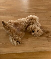 Miniature Poodle Puppy Lying on Back Relaxing on Wooden Floor