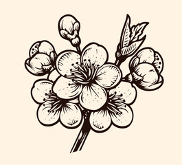 Hand drawn branch of sakura with blooms, flowers, leaves, petals. Modern line art style. Botanical composition for card, invitation, logo, fabric print, packaging.