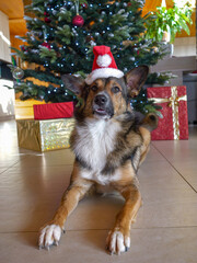 PORTRAIT: Excited and attentive shepherd dog with a red Santa hat is lying by the Christmas tree and colourfully wrapped presents. December holiday vibe with a cute brown doggie in festive costume.