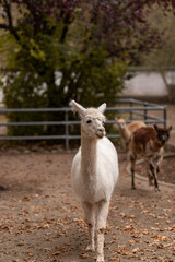 Fototapeta premium White alpaca. Life of wild animals. Animal Protection Day