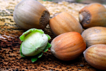 Wild hazelnuts (Corylus avellana) on the ground