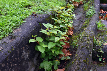 The invasive plant Reynoutria japonica or Fallopia japonica grows on the edges of a park or garden