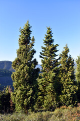 Specimens of the Mediterranean cypress (Cupressus sempervirens)
