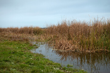 Cattails and reeds on river at autumn