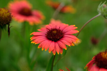 Texas spring season wildflowers closeup in landscape, blanket flower.