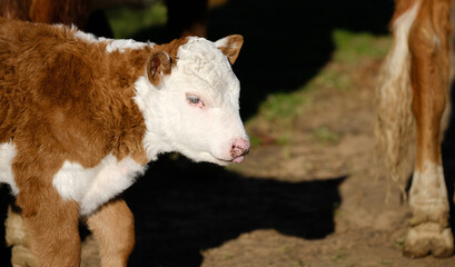 Fototapeta premium Hereford calf cow on farm for beef industry concept, copy space on background.
