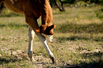 Colt foal horse scratching itch on white stockings legs in Texas ranch pasture closeup.