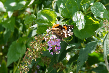 Red admiral butterfly (Vanessa Atalanta) perched on summer lilac in Zurich, Switzerland