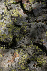 Lichen covered boulder still life
