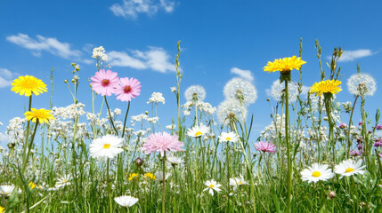 Colorful wildflowers bloom under a bright blue sky in a sunny meadow