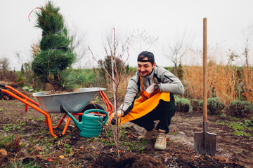 Gardener planting trees in autumnal garden using wheelbarrow, shovel and watering can. Seasonal...