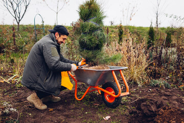 Happy gardener planting pine tree in autumnal garden using wheelbarrow. Man removes wire mesh and...