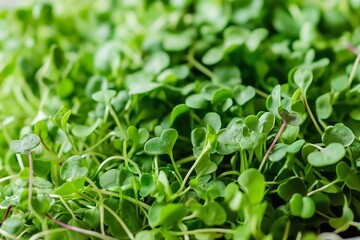 A beautifully plated salad topped with a variety of microgreens, drizzled with a light vinaigrette