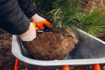 Gardener removes wire mesh and burlap around root ball of pine tree using pruner before planting into soil