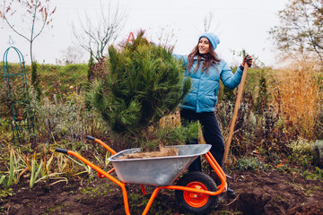 Young gardener brought pine tree on wheelbarrow in autumnal garden to plant into soil. Seasonal outdoor fall jobs