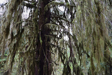 tree trunk with green moss