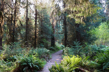rainforest in the fall